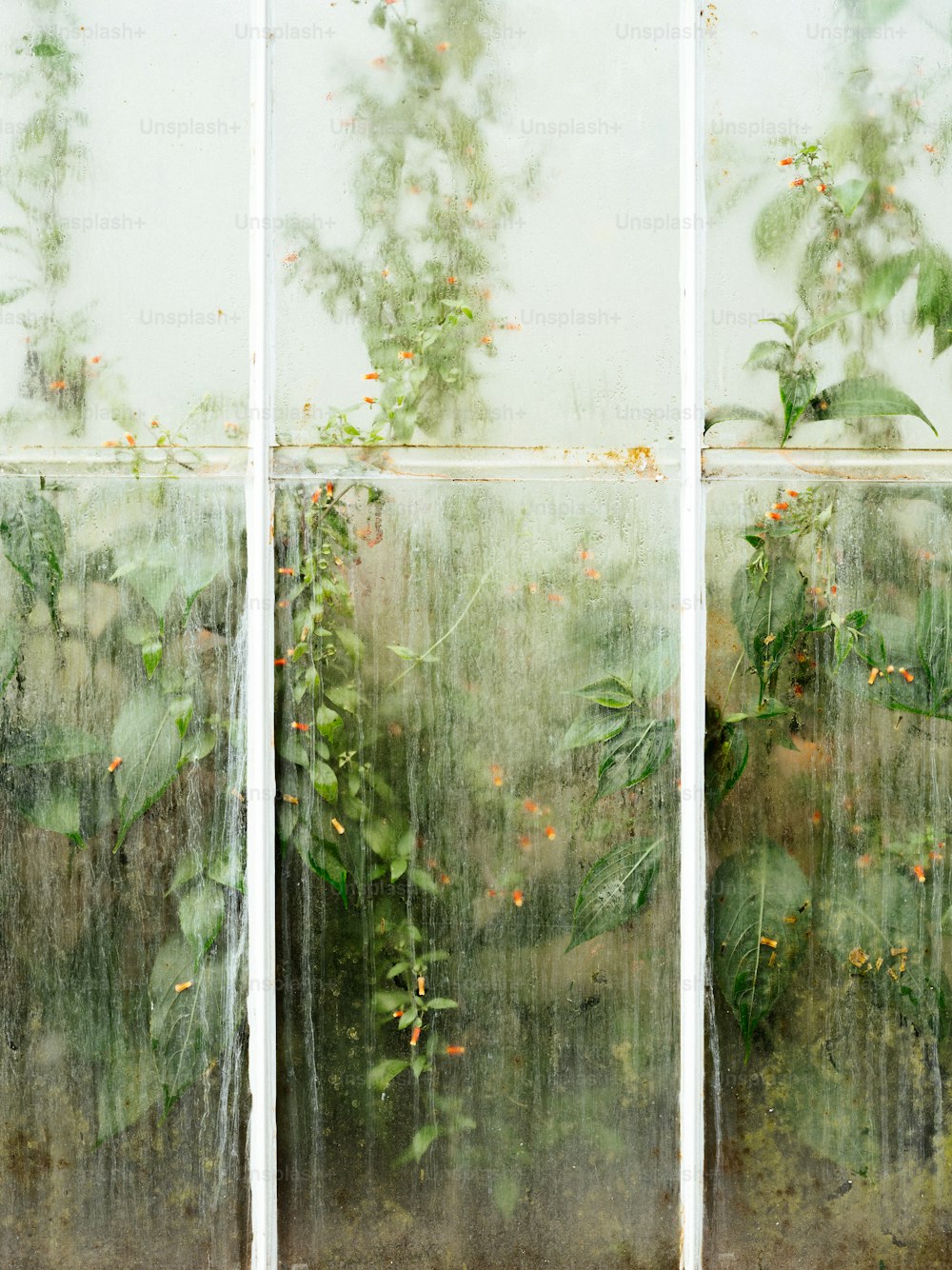 たくさんの植物が生えている窓