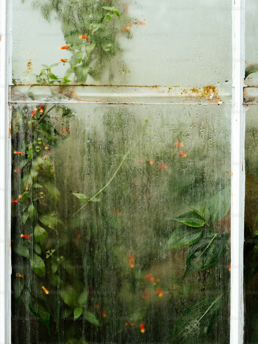 uma janela com um monte de plantas crescendo fora dela