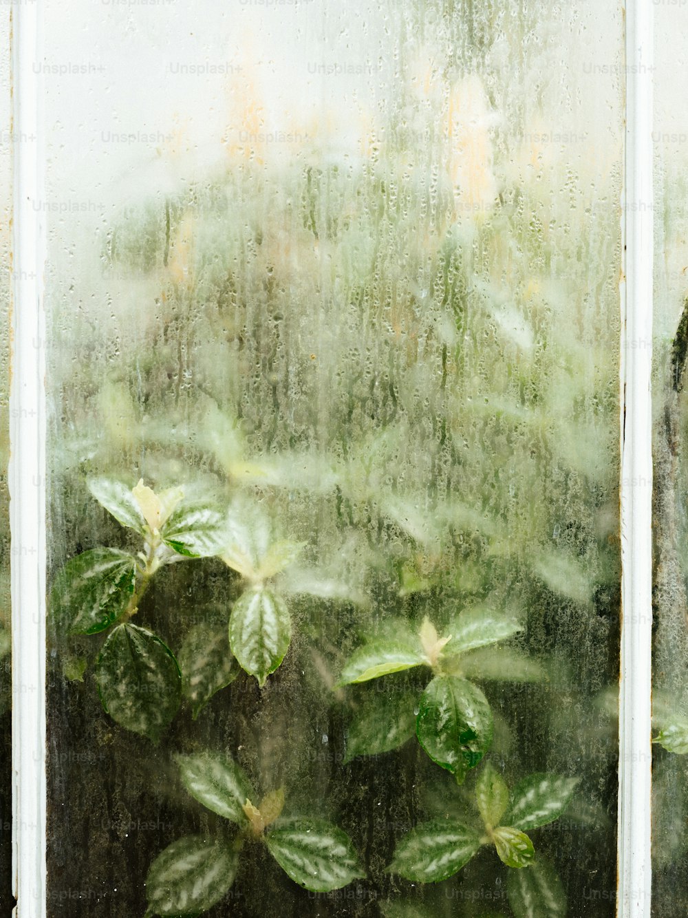 a window with a plant in the window sill