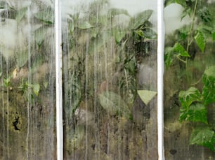 un primo piano di una finestra con piante in esso