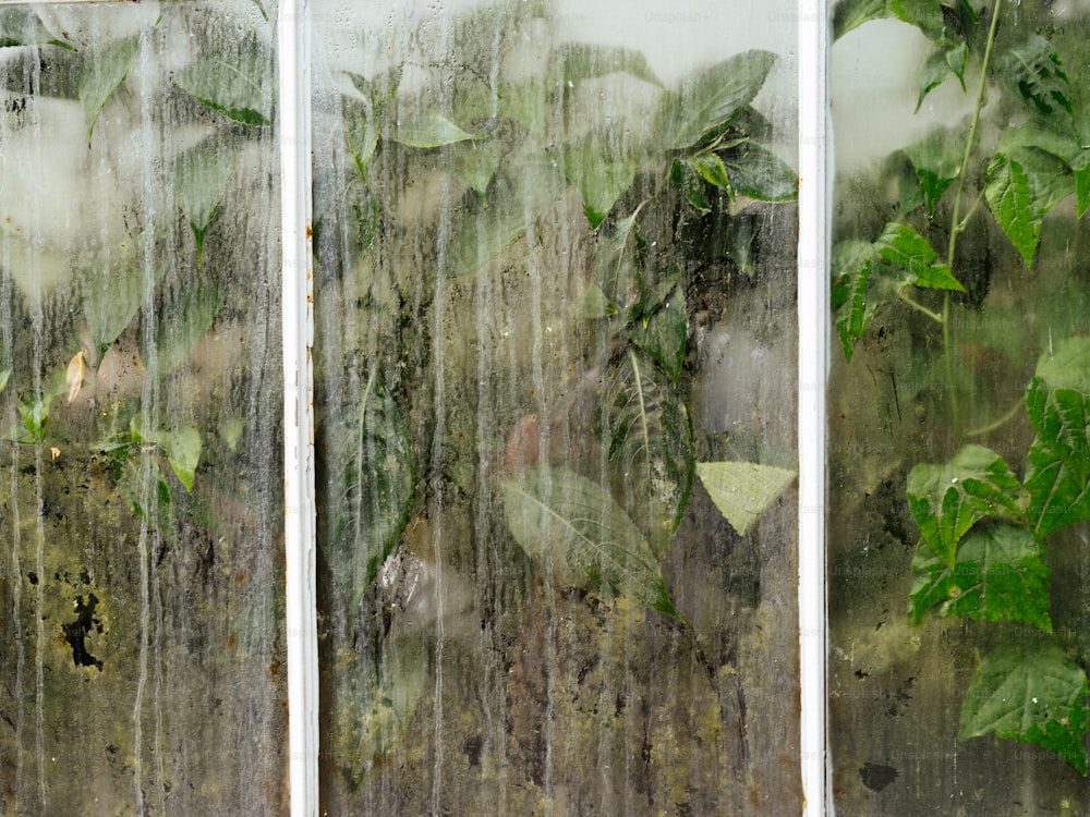 식물이 있는 창문의 클로즈업