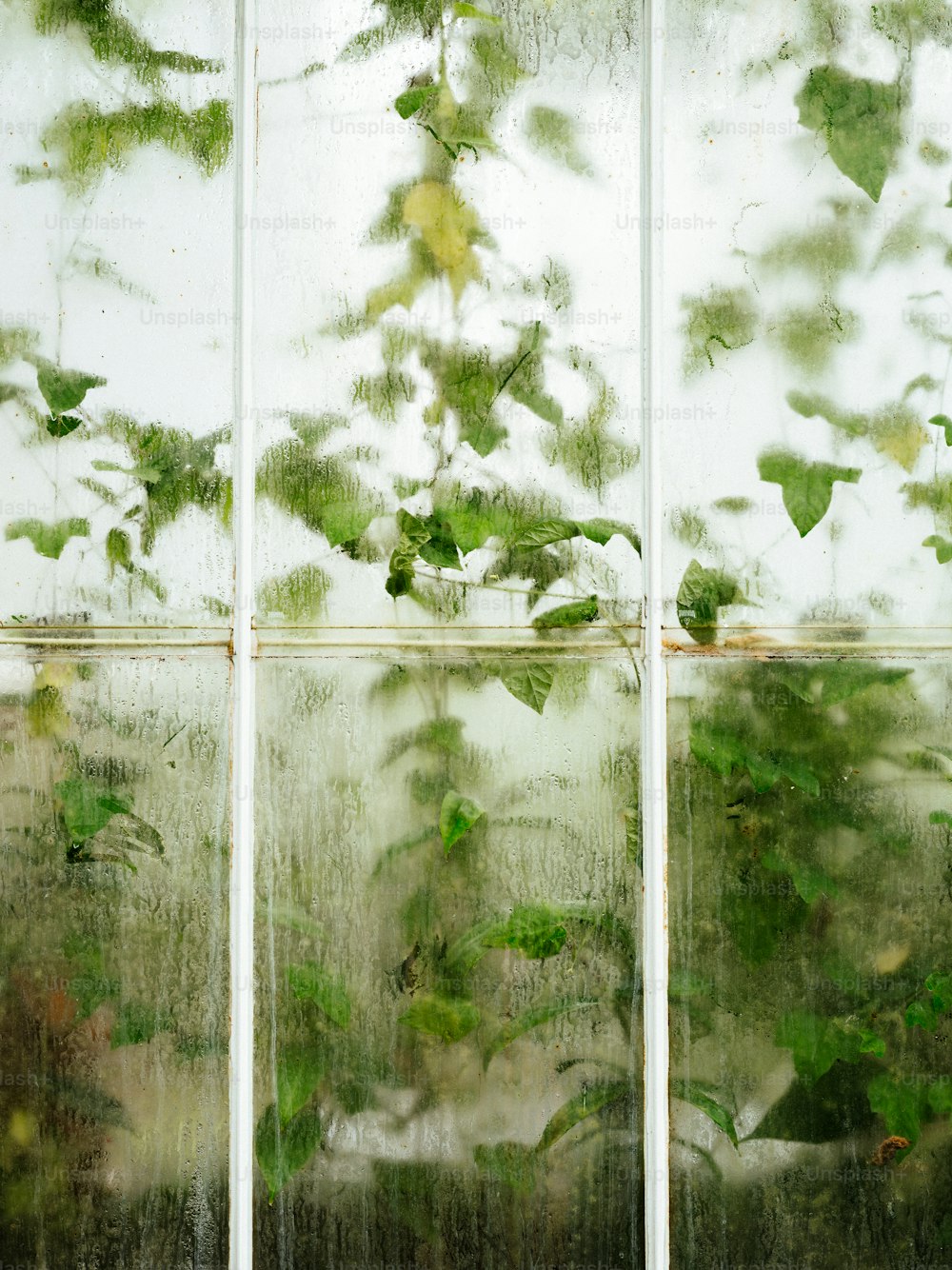 ein Fenster, aus dem ein Strauß grüner Pflanzen wächst