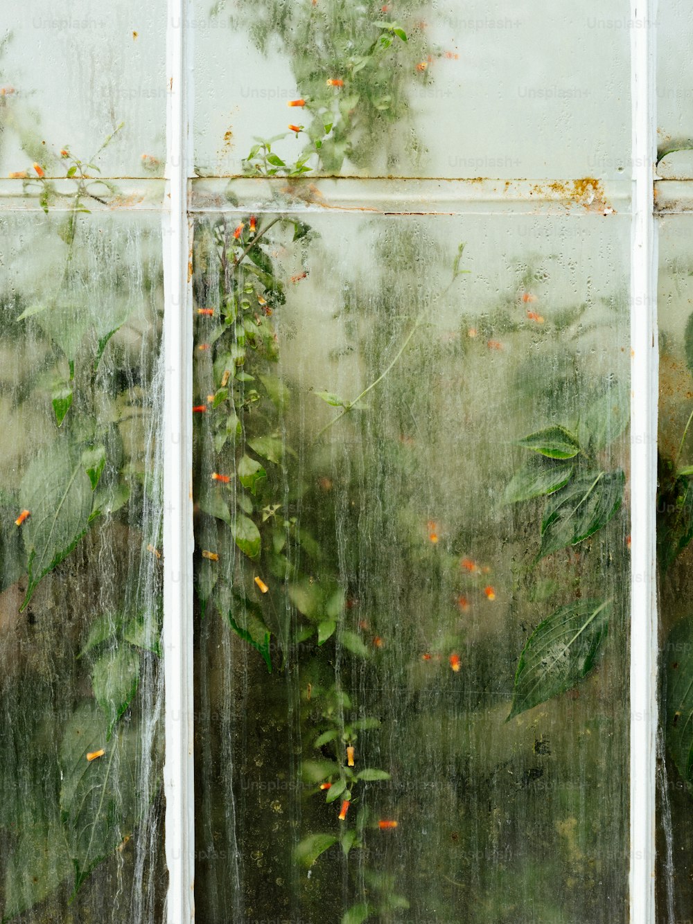 ein Fenster, aus dem einige Pflanzen wachsen