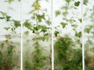 uma parede coberta de muitas plantas verdes