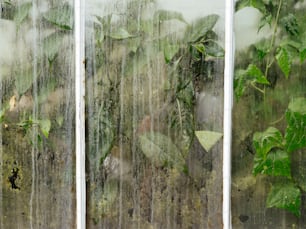 植物が生えている窓のクローズアップ