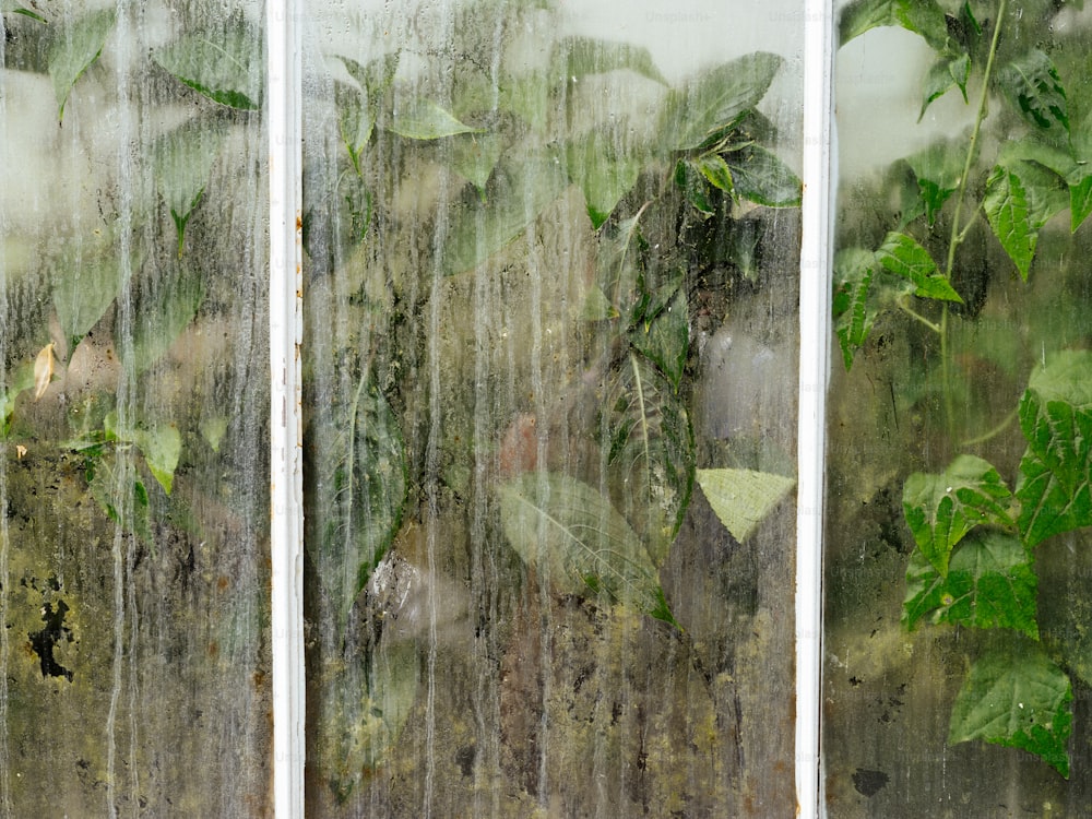 a close up of a window with a plant growing out of it