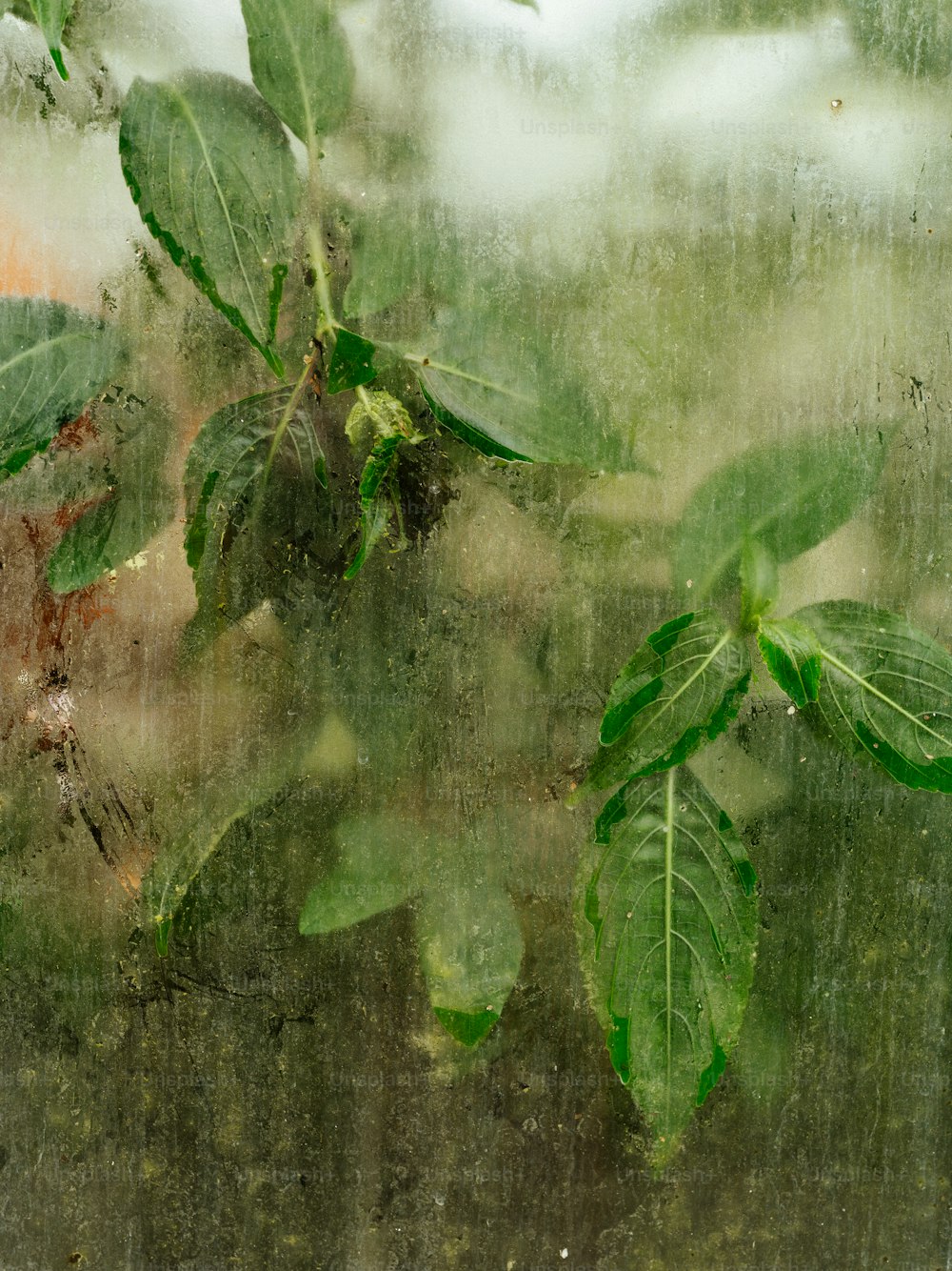 a close up of a window with leaves on it