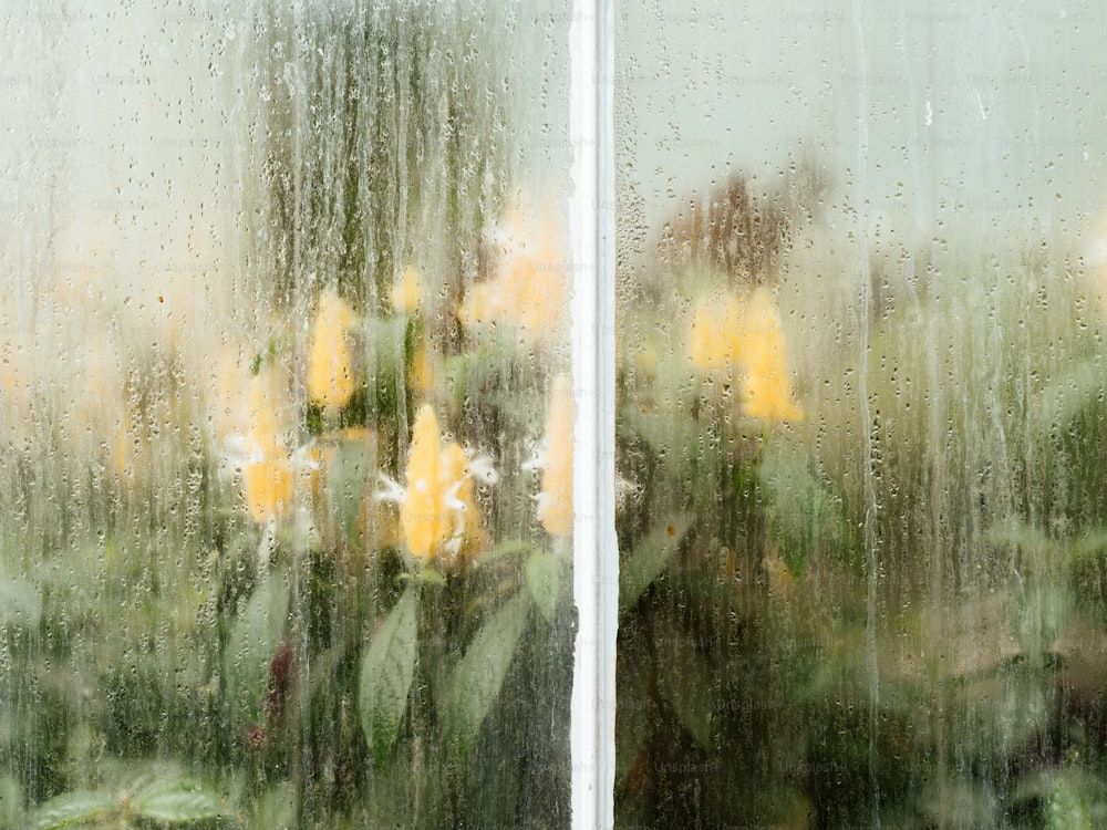 um close up de uma janela com um ramo de flores