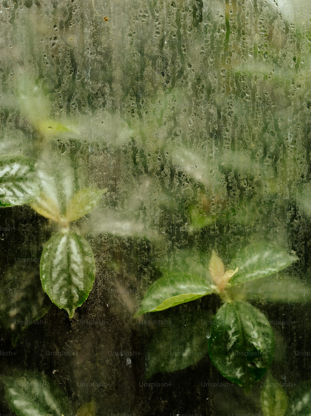 a close up of a window with a plant behind it