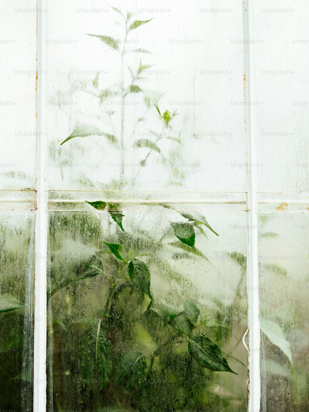 une plante pousse à travers une vitre