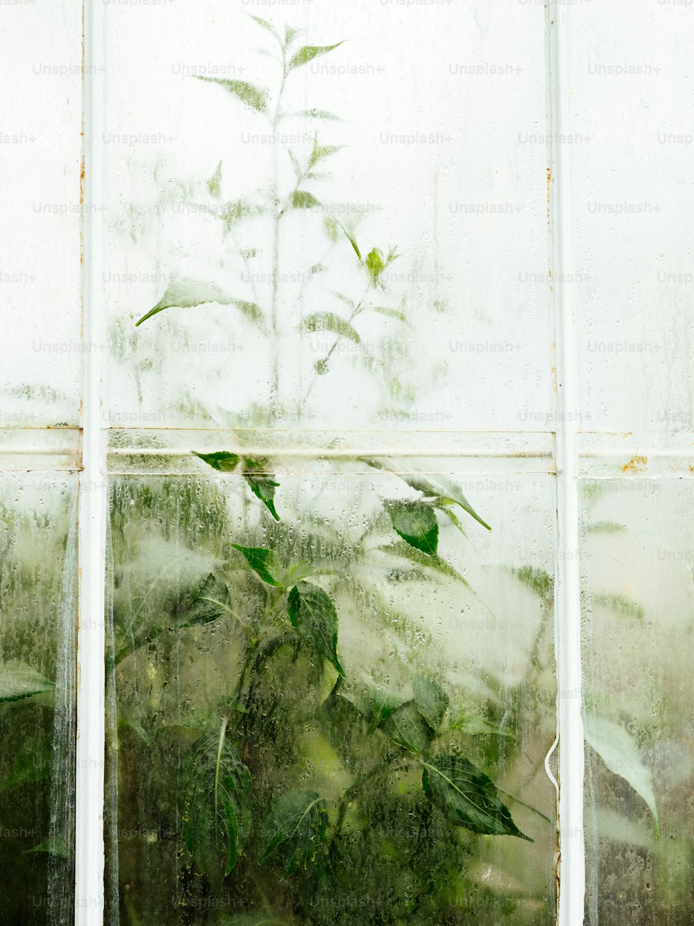 Una planta está creciendo a través del cristal de una ventana
