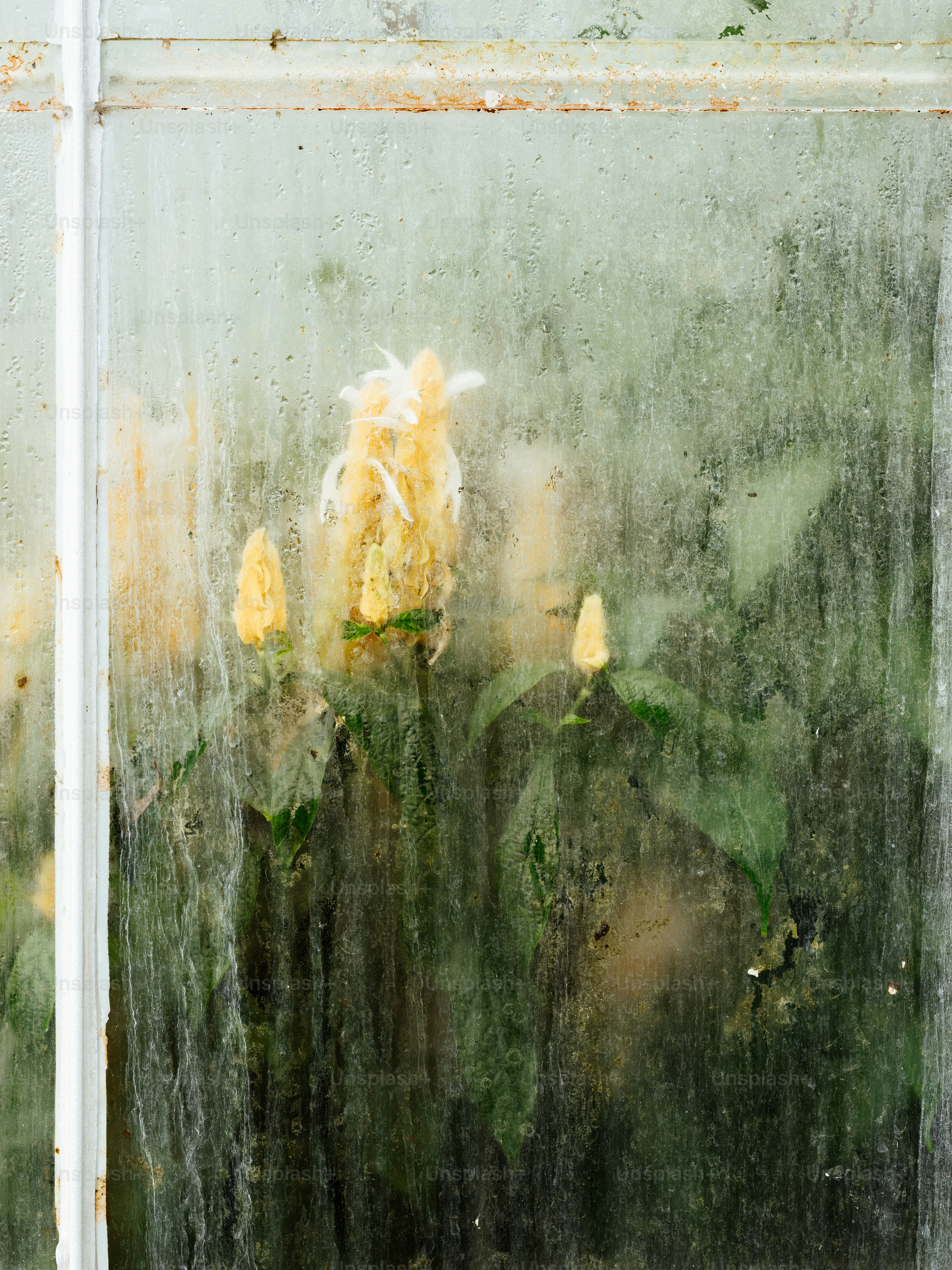 uma janela com um ramo de flores atrás dela