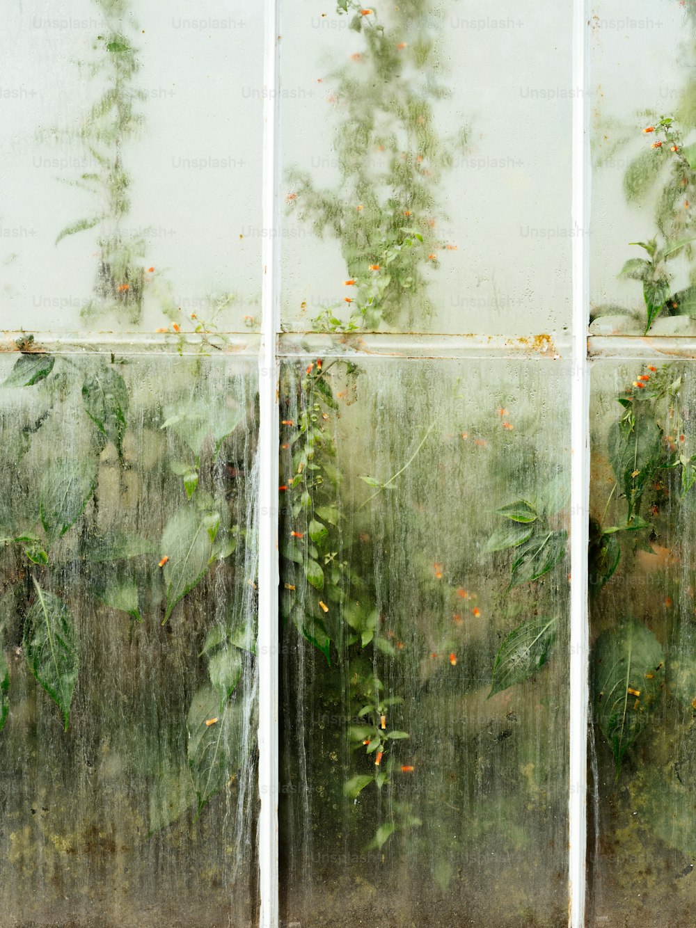 たくさんの植物が生えている窓