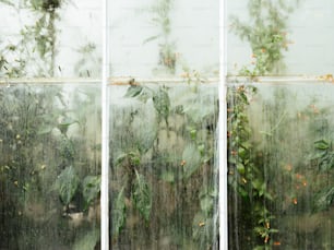 a window with a bunch of plants growing out of it