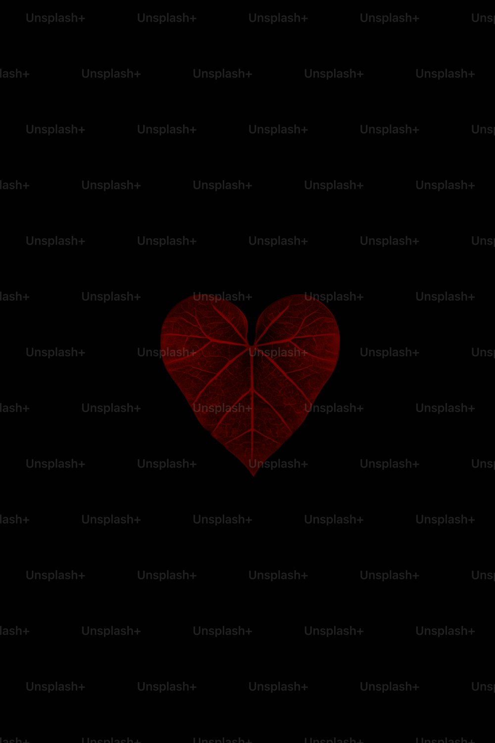 a red heart shaped leaf on a black background