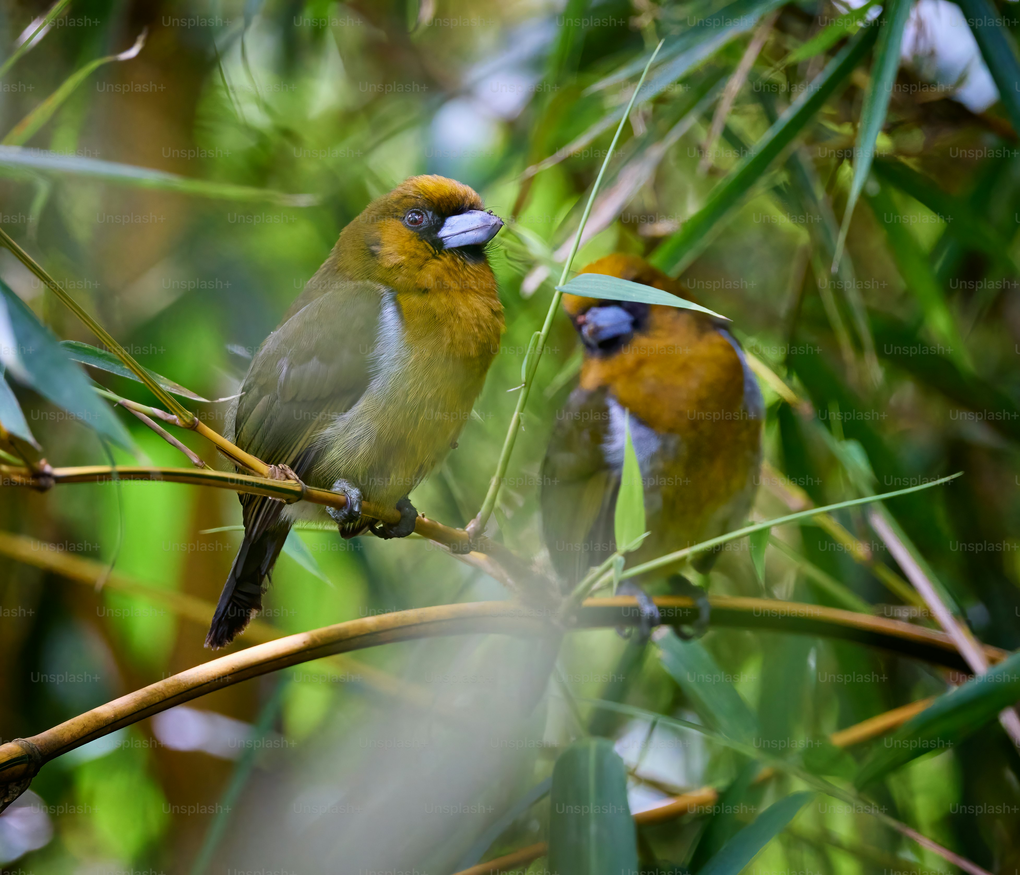 a couple of birds sitting on top of a tree branch