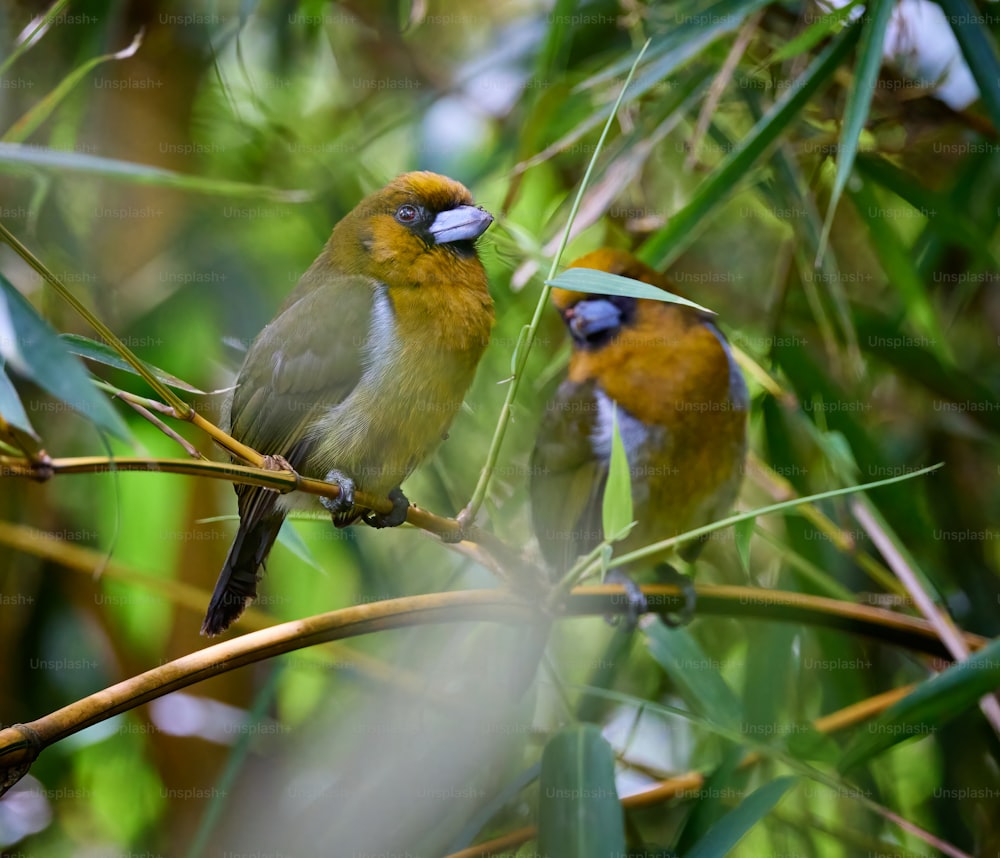 a couple of birds sitting on top of a tree branch