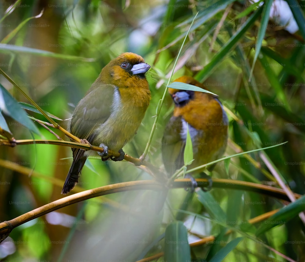 um par de pássaros sentados em cima de um galho de árvore