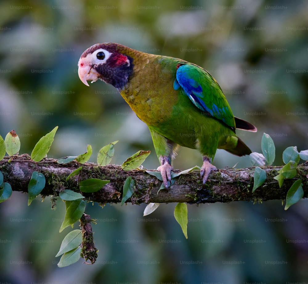 Un uccello colorato appollaiato sulla cima di un ramo di un albero