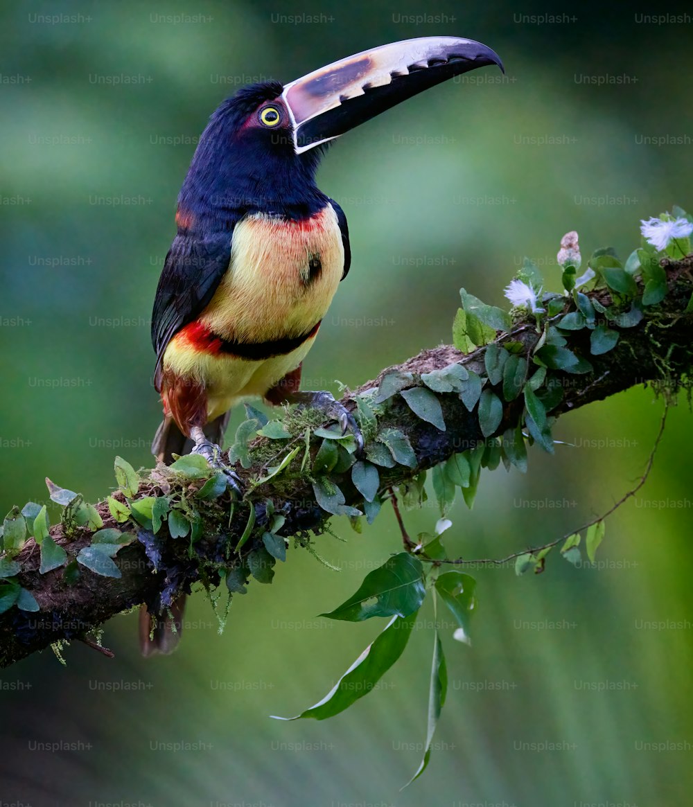 Un oiseau coloré perché au sommet d’une branche d’arbre