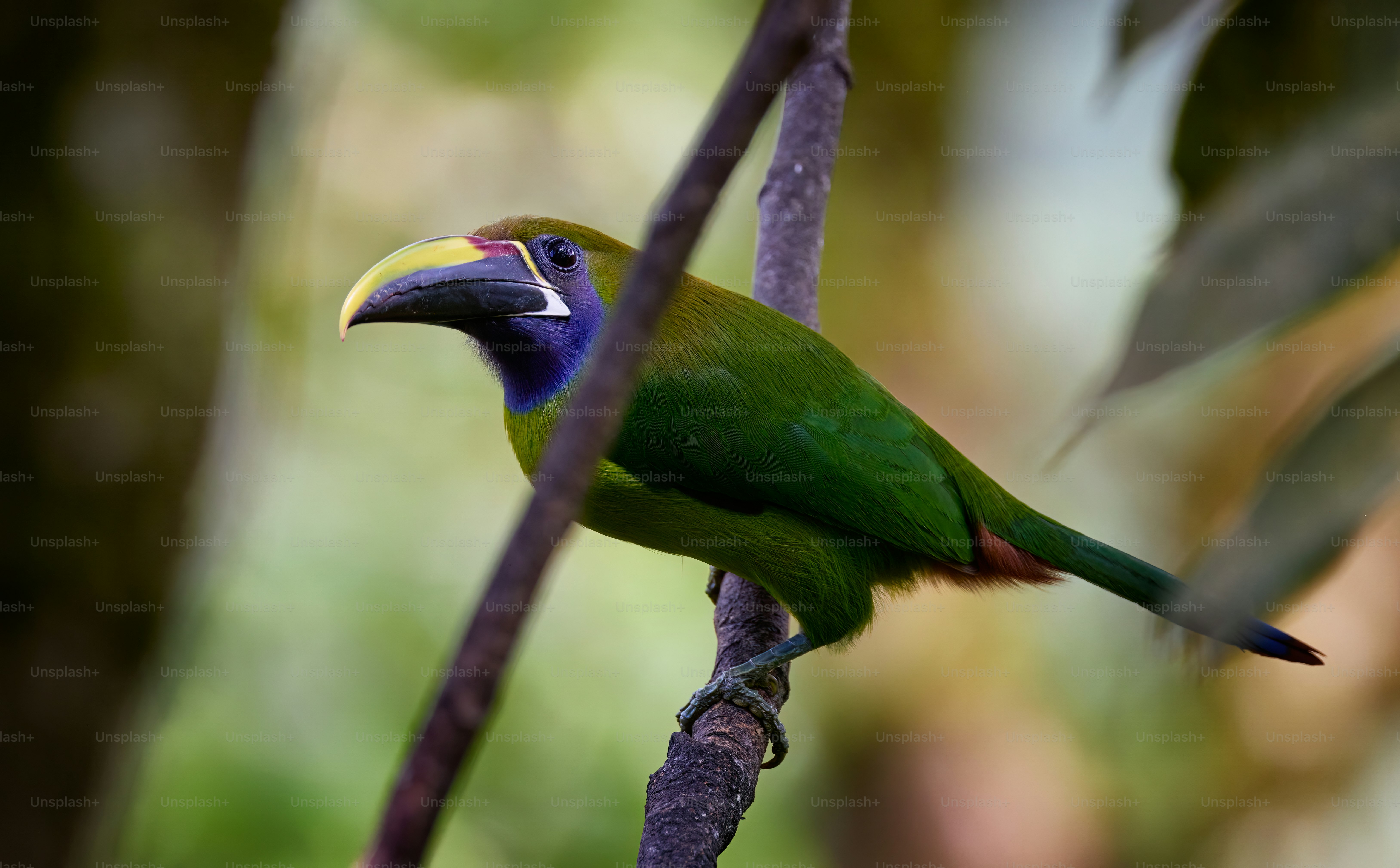 a green and blue bird perched on a tree branch