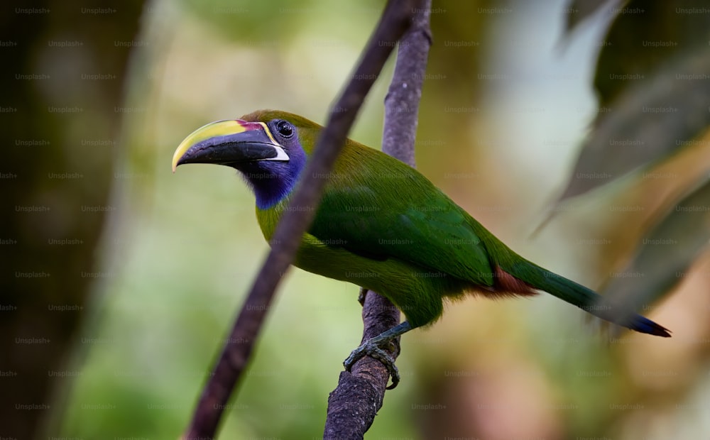a green and blue bird perched on a tree branch
