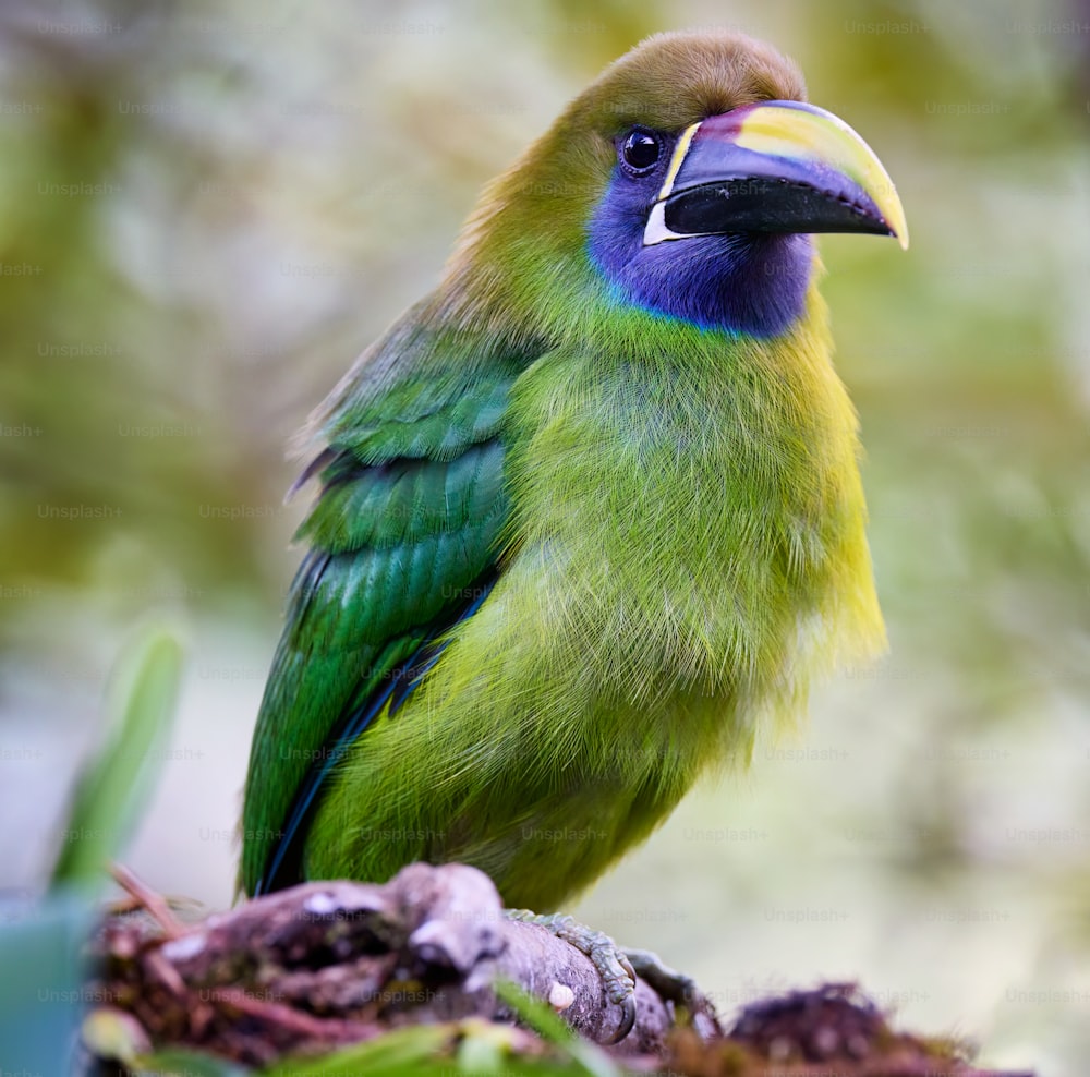 a green and blue bird sitting on top of a tree branch