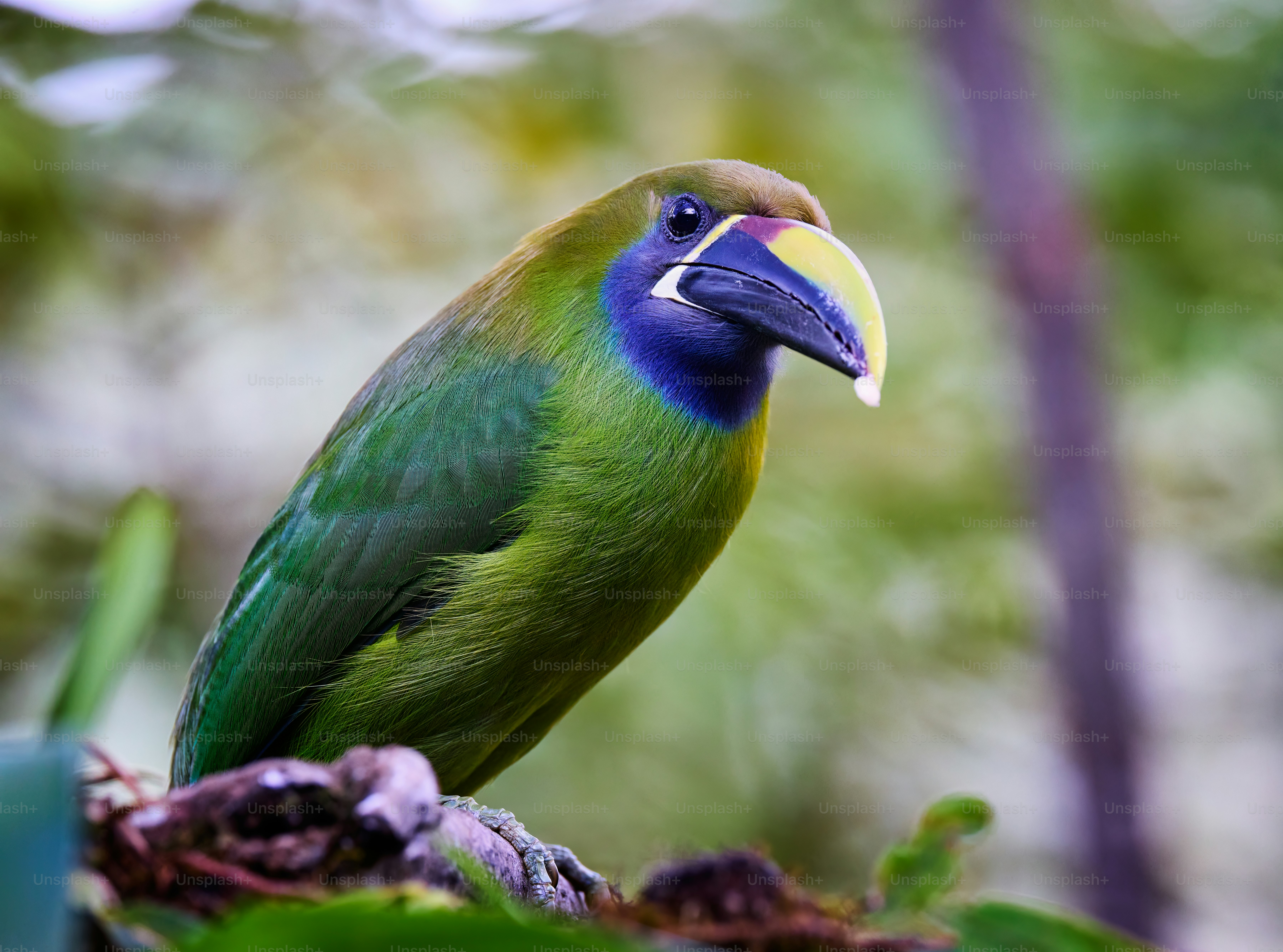 a colorful bird perched on top of a tree branch