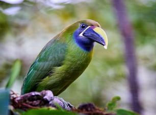 Un pájaro colorido posado en la cima de la rama de un árbol