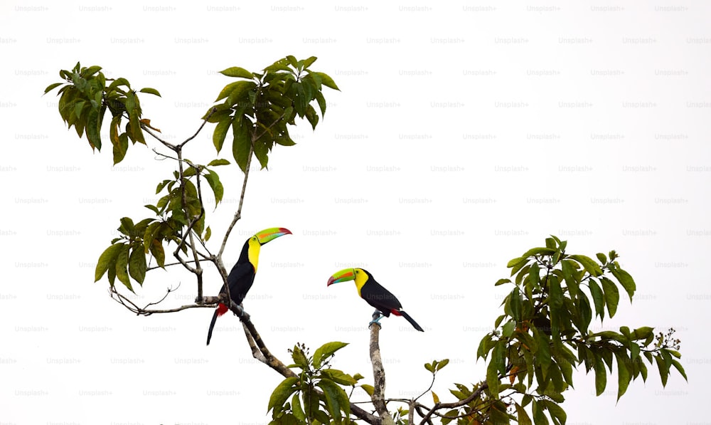 two colorful birds perched on top of a tree branch