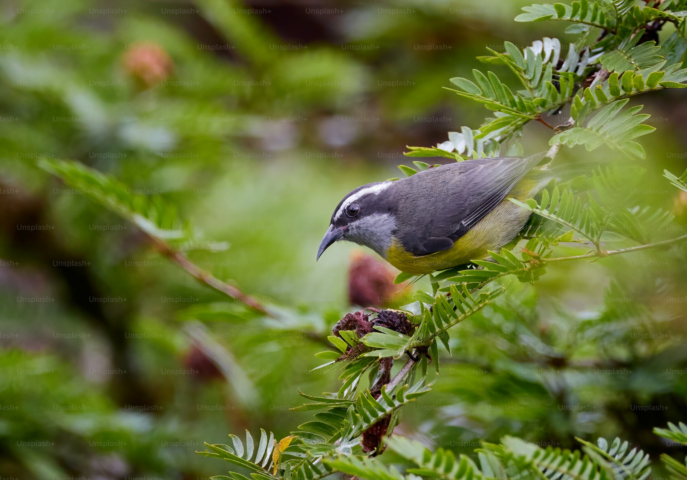 鳥と木の枝 木の枝に止まるアンヒンガ鳥」の動画素材（ロイヤリティフリー