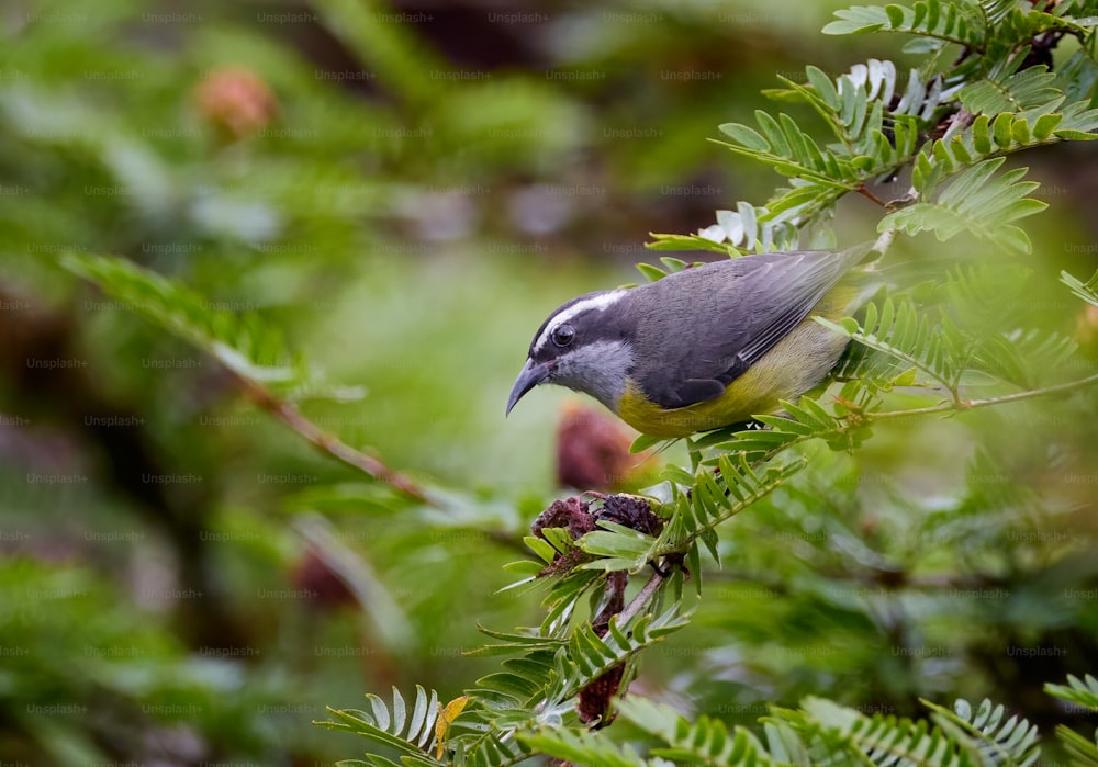 un uccello appollaiato su un ramo di un albero