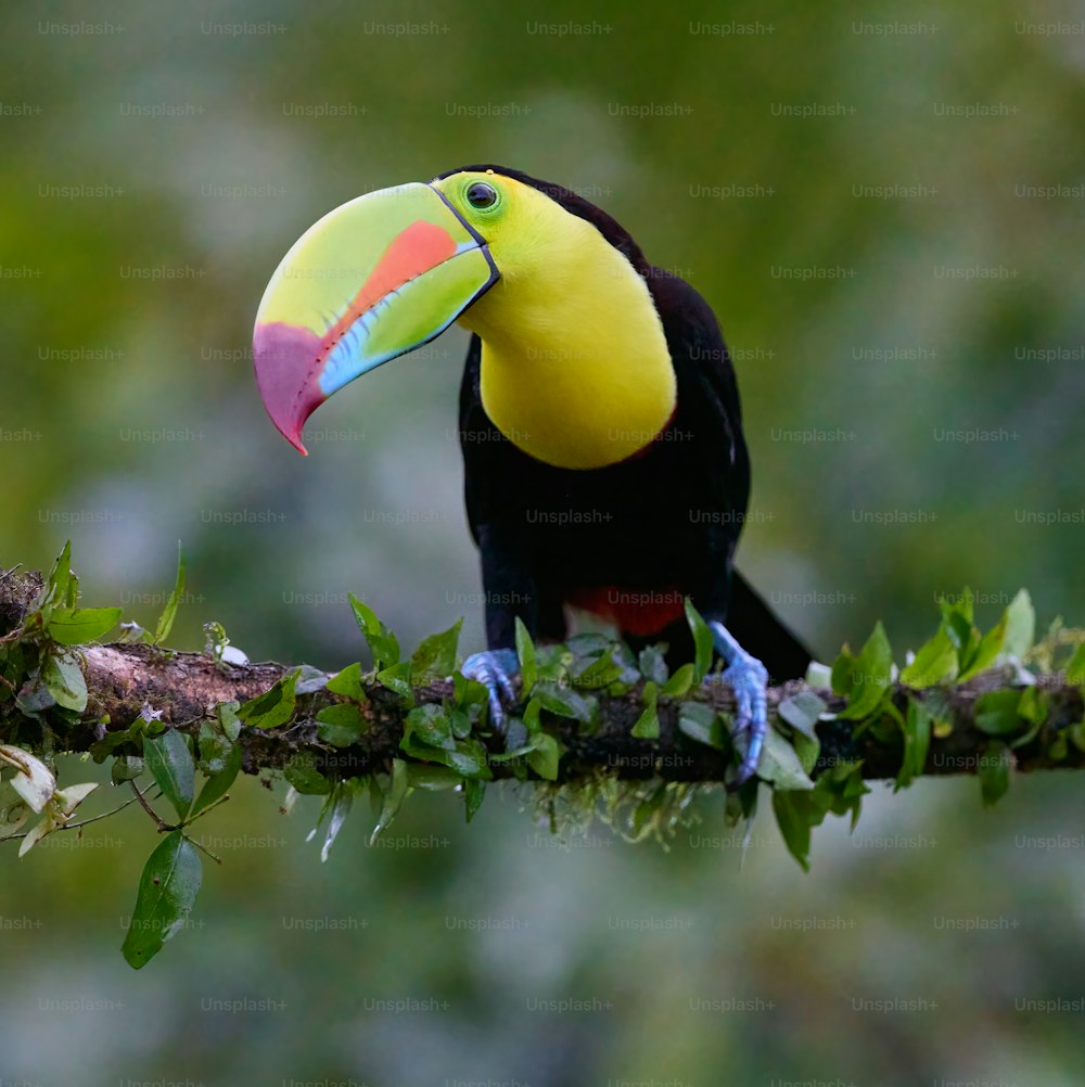 um tucano colorido empoleirado em um galho