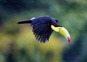 a bird with a colorful beak flying through the air