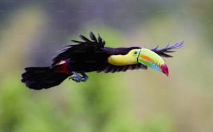 a bird with a colorful beak flying through the air