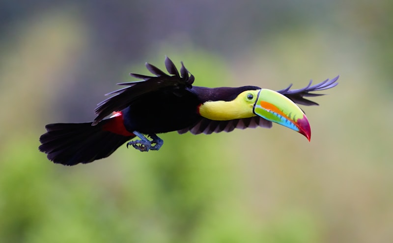 Toucan à carène dans la forêt tropicale du Costa Rica