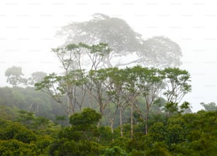 Ein nebliger Wald mit vielen Bäumen