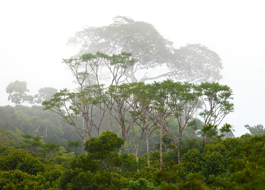 Forêt tropicale Corcovado péninsule d'Osa Costa Rica
