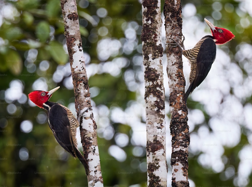 Dos pájaros carpinteros de pie sobre un árbol en un bosque