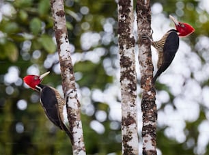 Deux pics debout sur un arbre dans une forêt