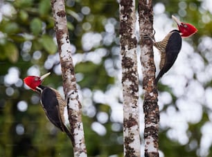 two woodpeckers standing on a tree in a forest