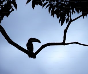 나뭇가지에 앉아 있는 새