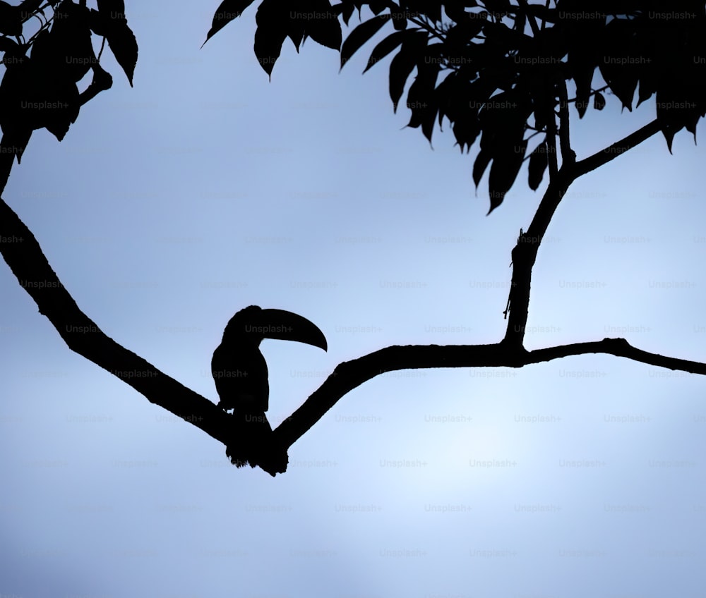 un oiseau assis sur une branche d’arbre