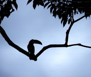 a bird sitting on a branch of a tree