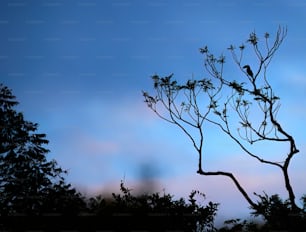 a tree branch with a bird perched on it