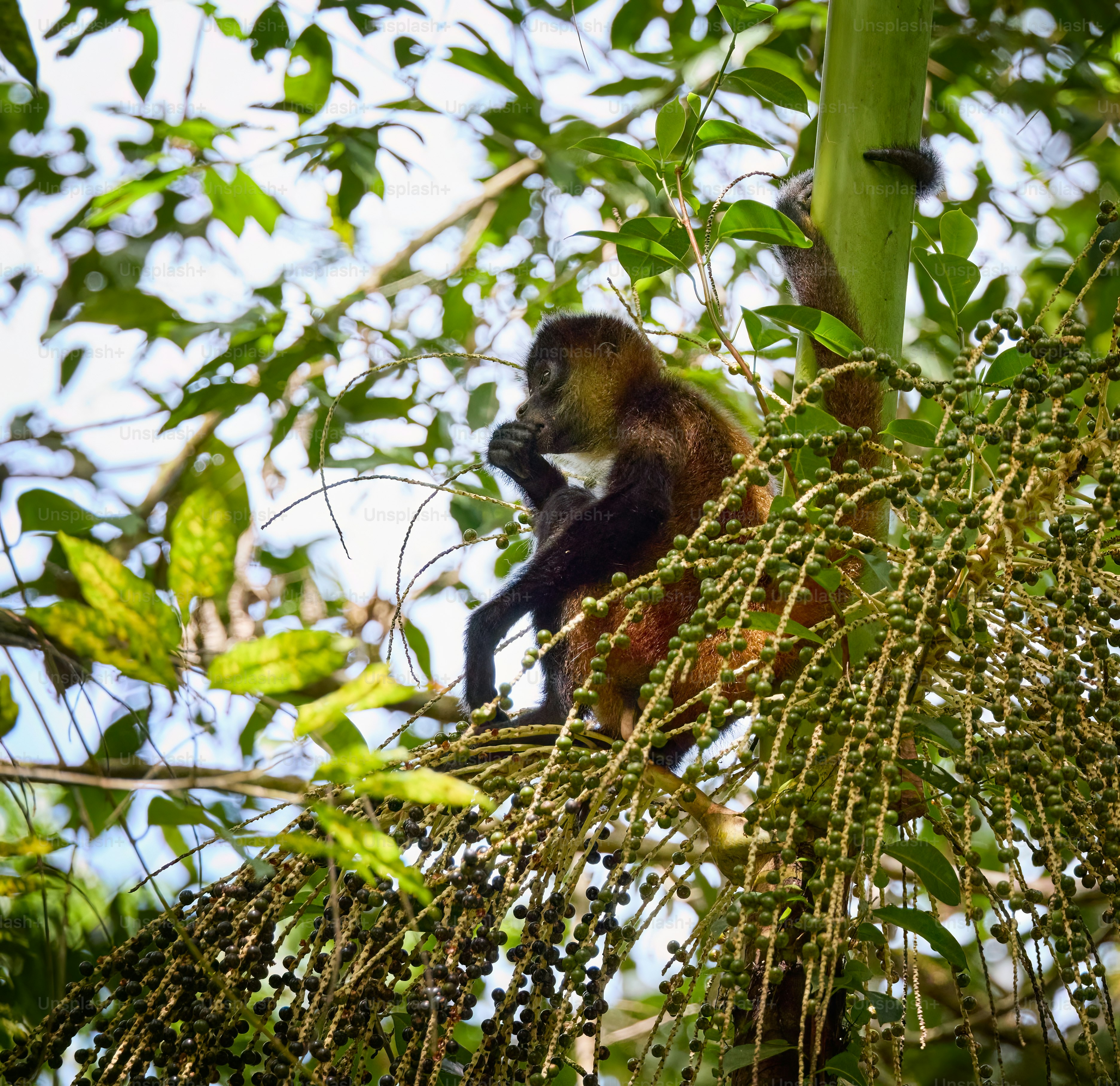 a monkey sitting on a tree branch in a forest