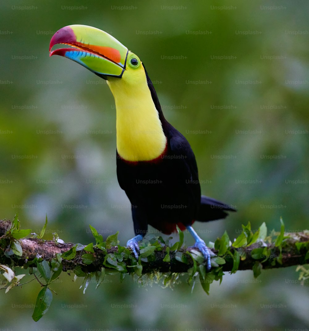 a colorful toucan perched on a tree branch