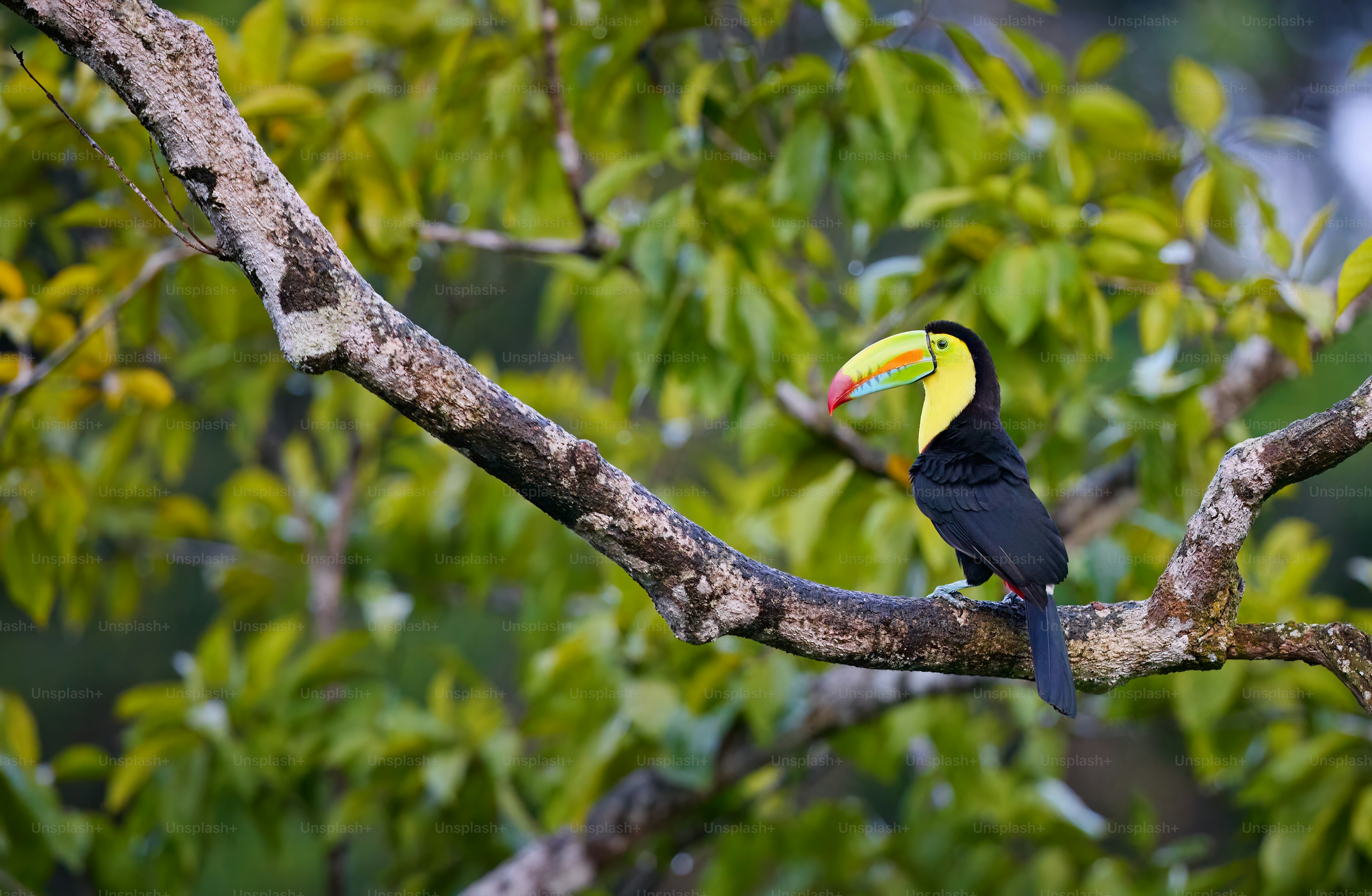 a toucan perched on a tree branch in a forest