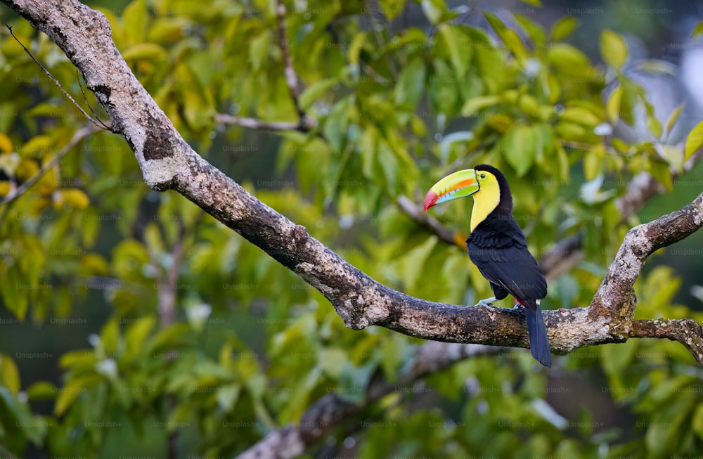 a toucan perched on a tree branch in a forest