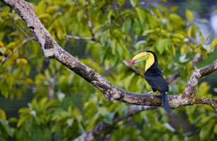 a toucan perched on a tree branch in a forest